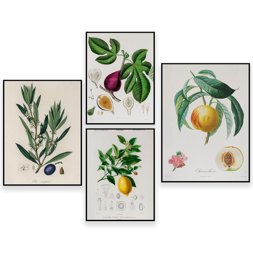 Plant Jackfruit - Medizinische Botanik-Vintage-Illustration – Obst – Baum