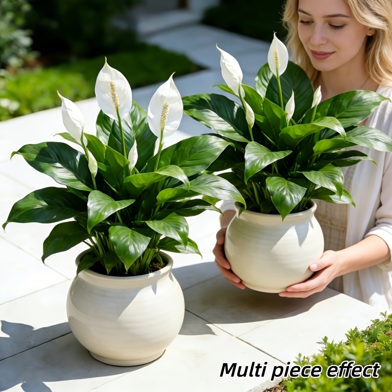 Peace Lily White - 2 Stück = 6 Blumen, Vase