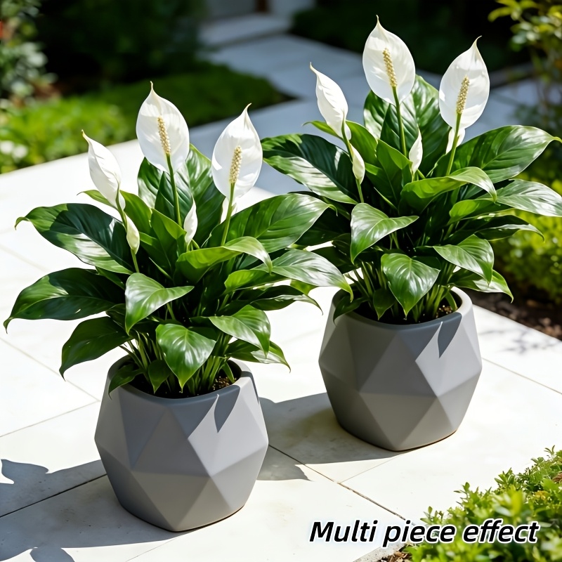 2 Stück = 6 Blumen, Vase nicht – Peace Lily White Bewertung und Preis